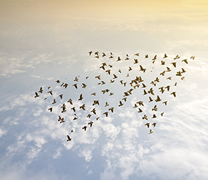 Das Bild zeigt einen Vogelschwarm in Pfeilformation über den Wolken